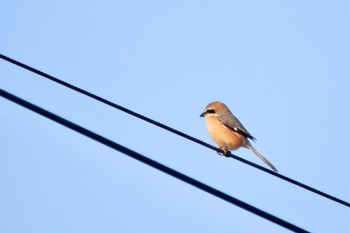 2022年12月28日(水) 稲敷市の野鳥観察記録