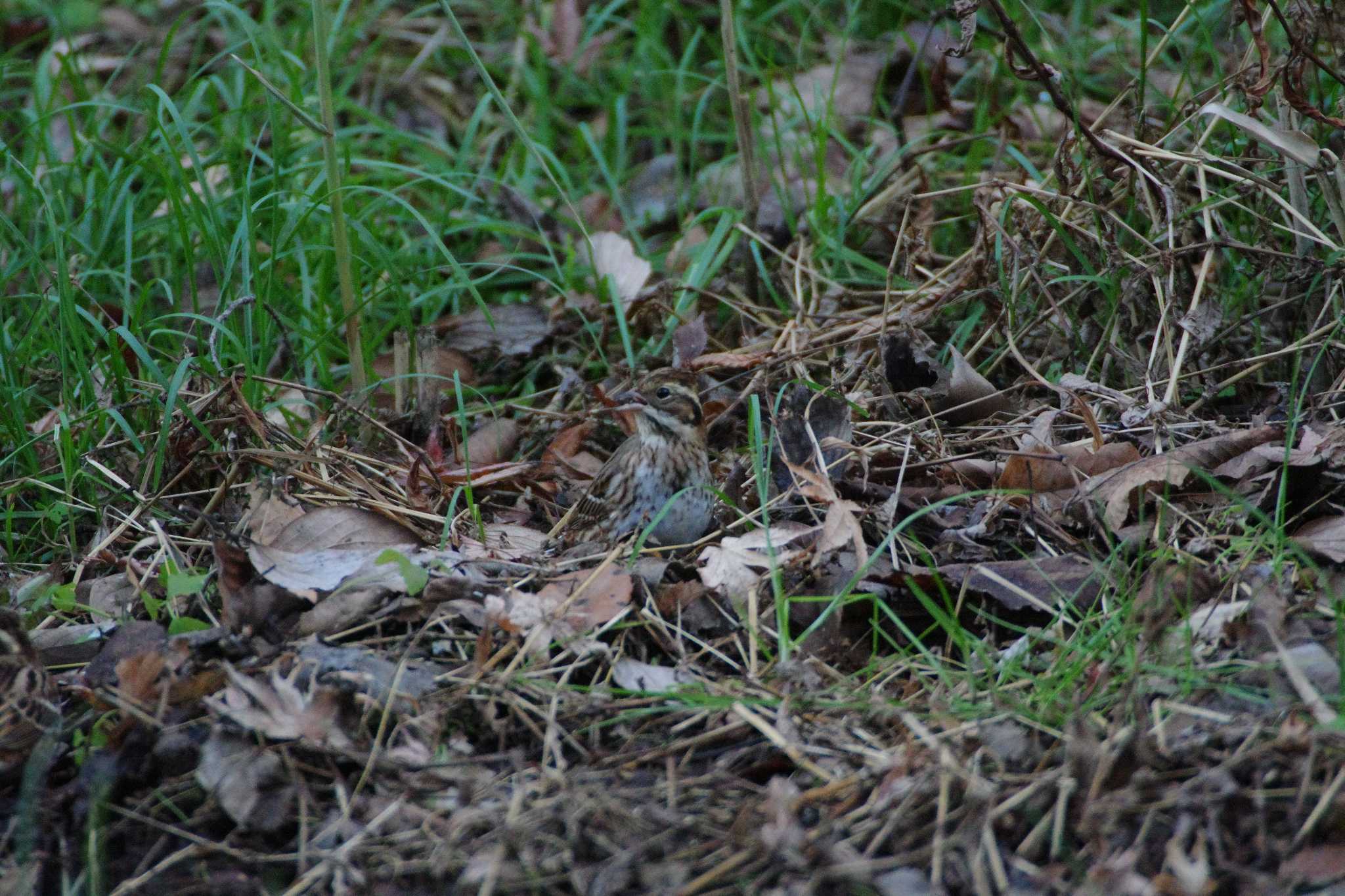 舞岡公園 カシラダカの写真