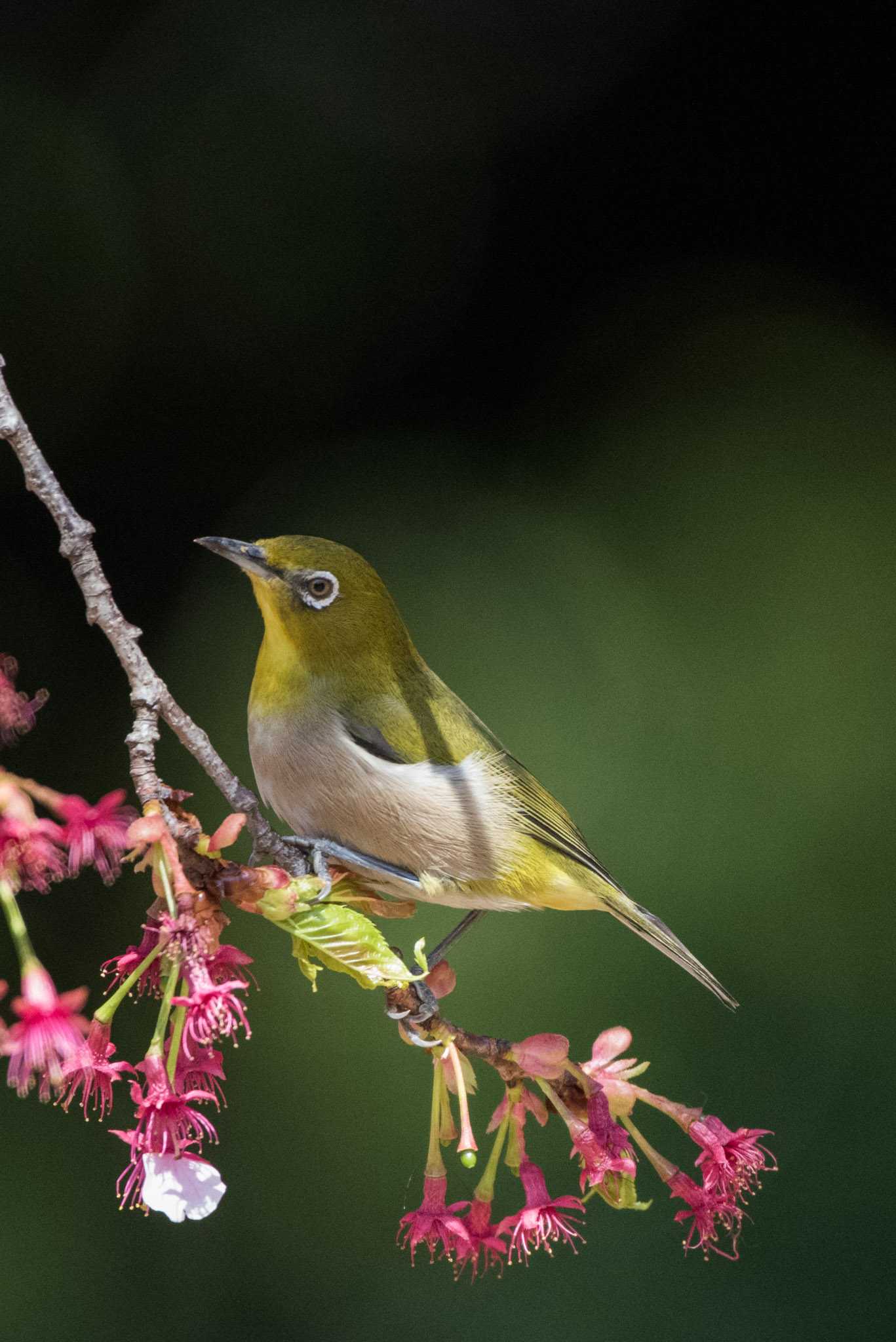 Photo of Warbling White-eye at Shinjuku Gyoen National Garden by ninjya