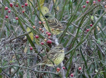 2022年12月29日(木) 鶴ヶ島市運動公園の野鳥観察記録