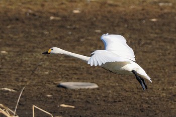 Fri, 12/30/2022 Birding report at 多々良沼