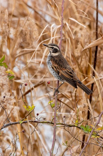 Dusky Thrush 曽根干潟(曾根干潟) Thu, 12/29/2022