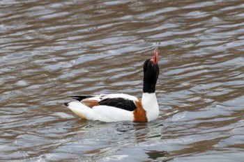 Common Shelduck 曽根干潟(曾根干潟) Thu, 12/29/2022