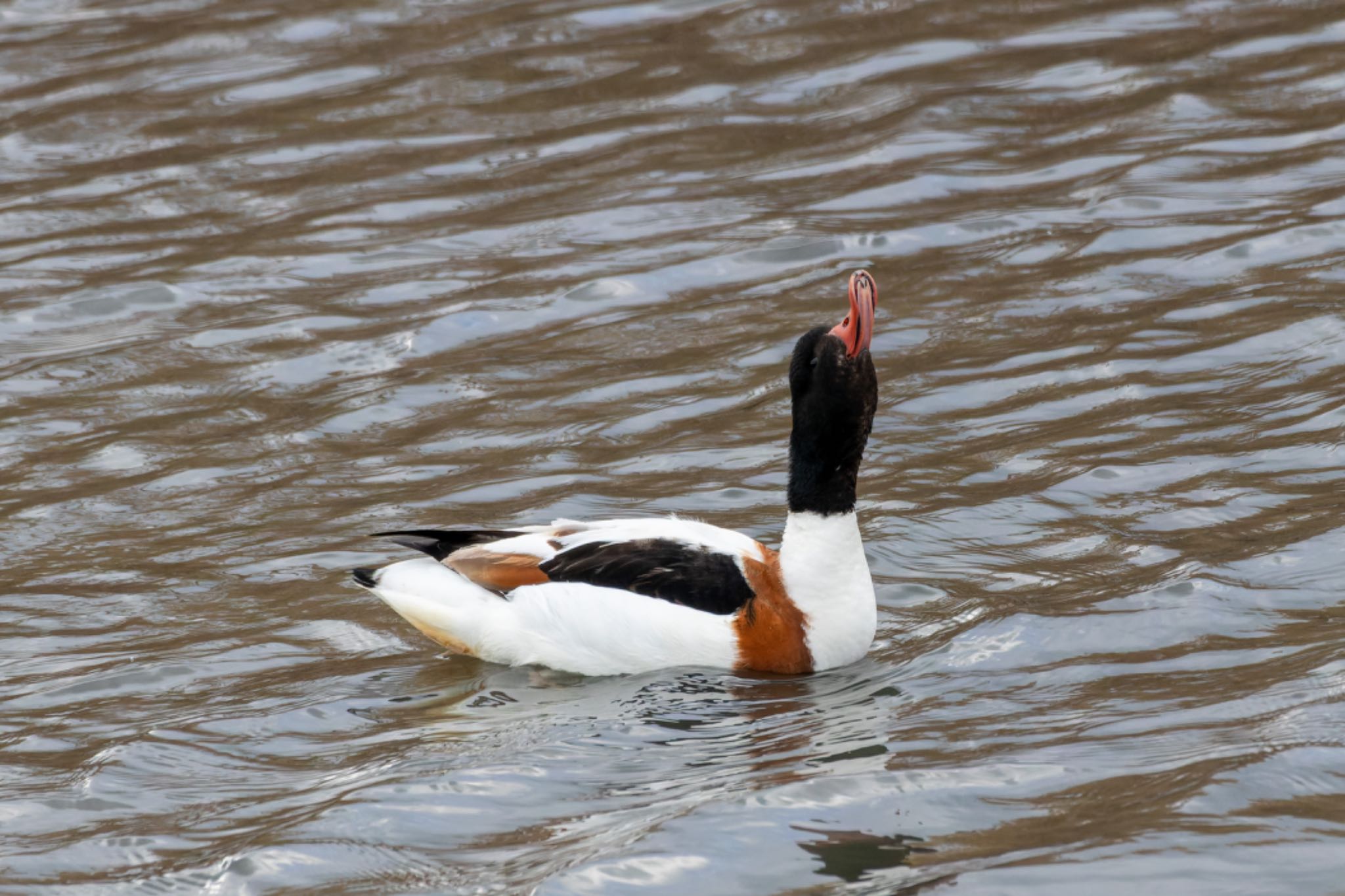 Photo of Common Shelduck at 曽根干潟(曾根干潟) by そいぎんた