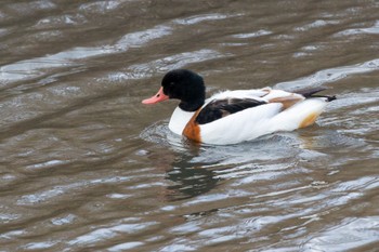 Common Shelduck 曽根干潟(曾根干潟) Thu, 12/29/2022