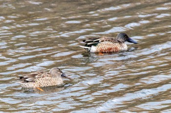 Northern Shoveler 曽根干潟(曾根干潟) Thu, 12/29/2022