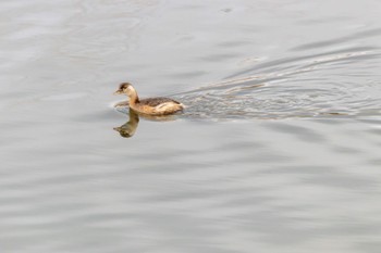 Little Grebe 曽根干潟(曾根干潟) Thu, 12/29/2022