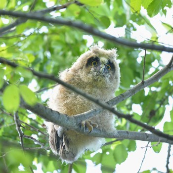 Long-eared Owl Unknown Spots Mon, 5/2/2022