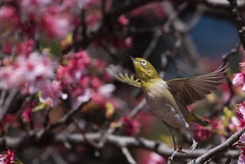 Warbling White-eye Shinjuku Gyoen National Garden Sat, 3/17/2018