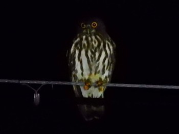 2022年12月30日(金) 石垣島 (夜)の野鳥観察記録