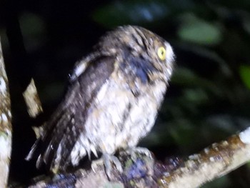 Ryukyu Scops Owl 石垣島 (夜) Fri, 12/30/2022