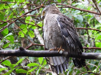 Crested Serpent Eagle Ishigaki Island Fri, 12/30/2022