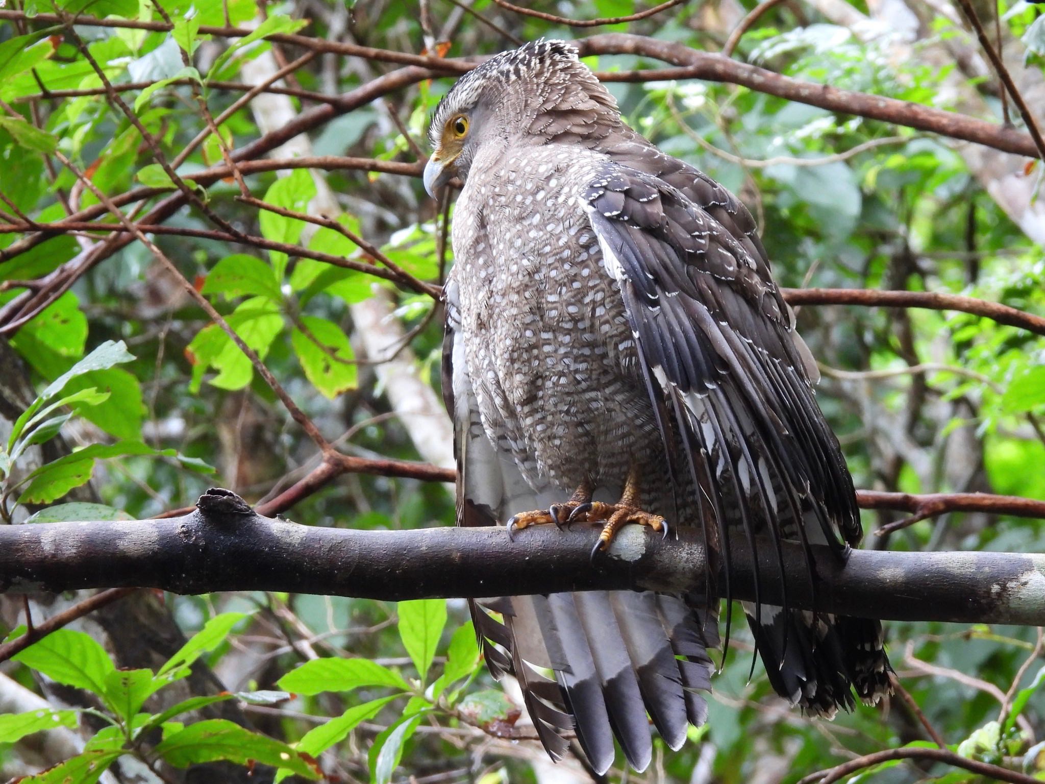 Photo of Crested Serpent Eagle at Ishigaki Island by ツピ太郎