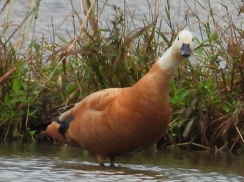 Ruddy Shelduck Ishigaki Island Fri, 12/30/2022