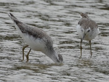 Marsh Sandpiper Ishigaki Island Fri, 12/30/2022