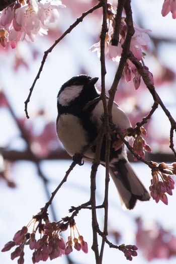 Japanese Tit Shinjuku Gyoen National Garden Sat, 3/17/2018