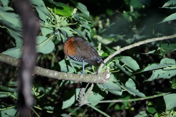 Slaty-legged Crake Ishigaki Island Mon, 3/12/2018