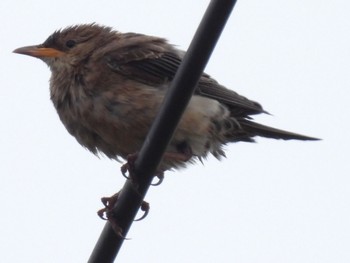 Rosy Starling Ishigaki Island Fri, 12/30/2022