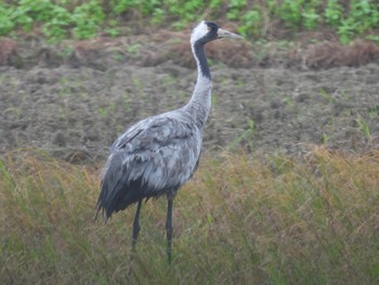 2022年12月30日(金) 石垣島の野鳥観察記録