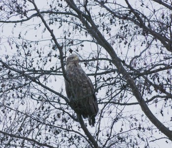 White-tailed Eagle 静内川 Fri, 12/30/2022