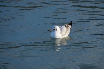 Slaty-backed Gull 静内川 Fri, 12/30/2022