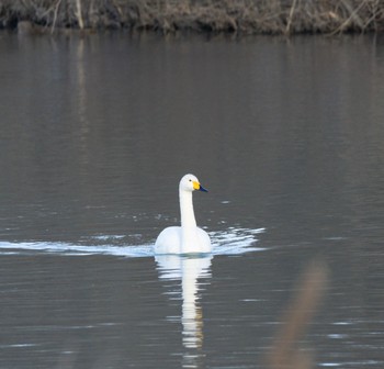 Whooper Swan 静内川 Fri, 12/30/2022