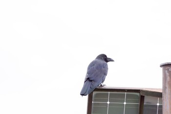 Large-billed Crow 測量山 Sun, 10/23/2022