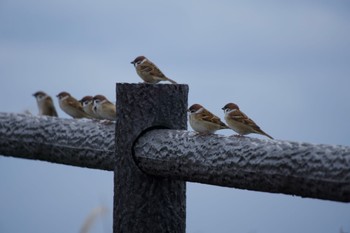 Eurasian Tree Sparrow 地球岬 Sat, 10/22/2022