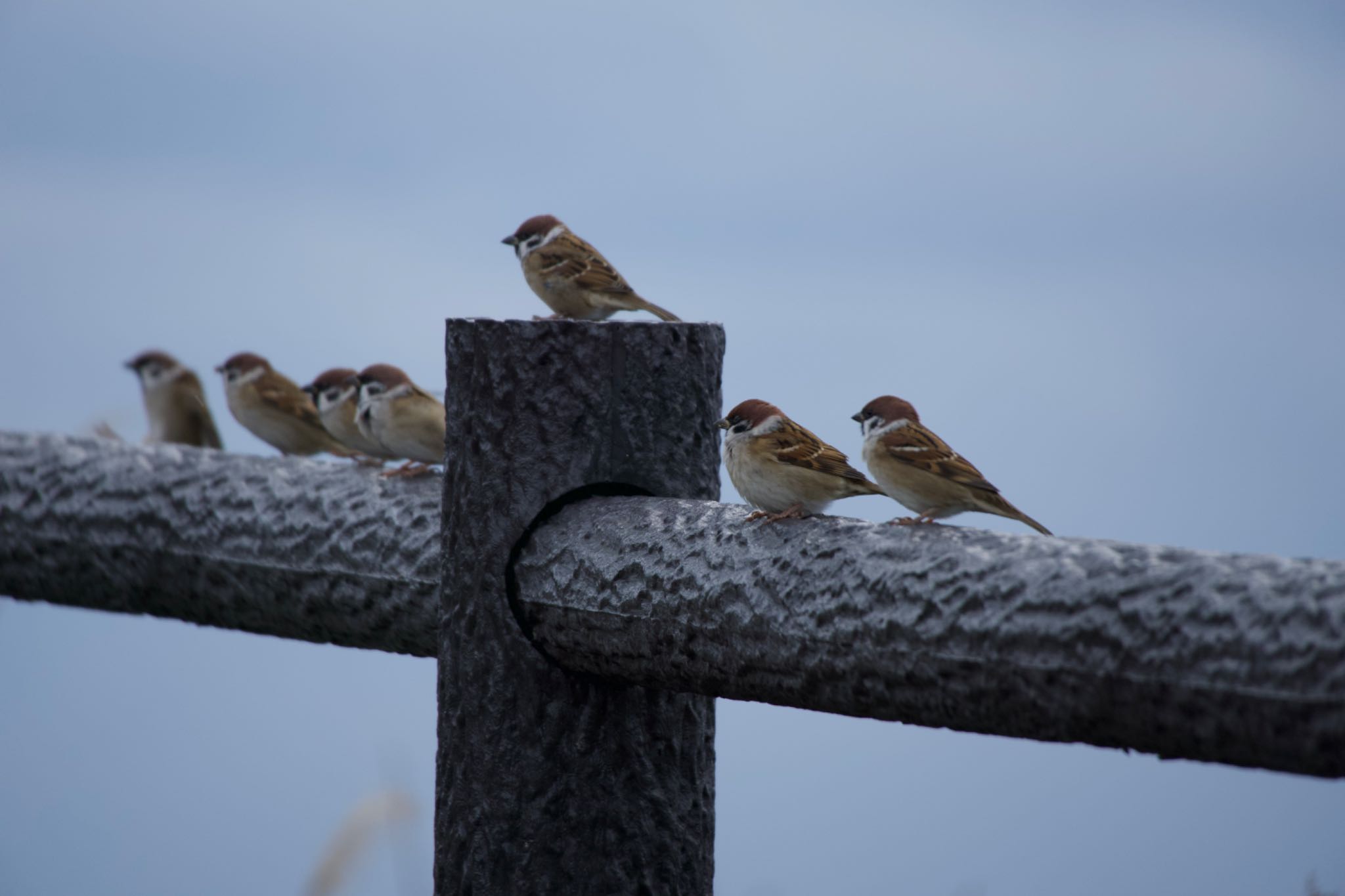 Photo of Eurasian Tree Sparrow at 地球岬 by マルCU
