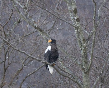 Steller's Sea Eagle 静内川 Fri, 12/30/2022