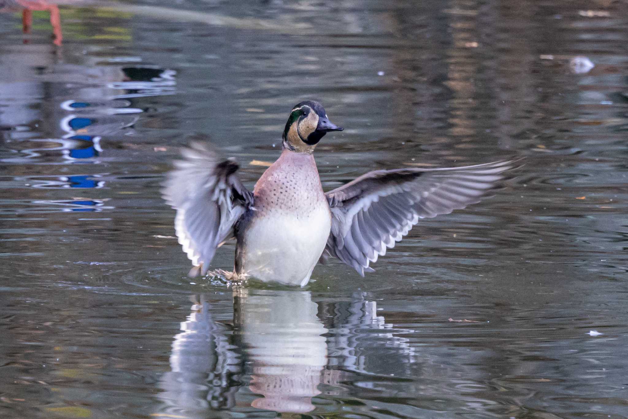 明石公園 トモエガモの写真 by ときのたまお