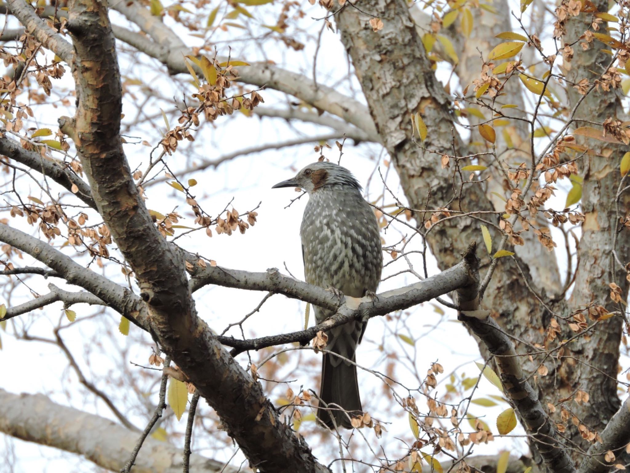 Photo of Brown-eared Bulbul at 弁天池公園(大阪府門真市) by 鉄腕よっしー