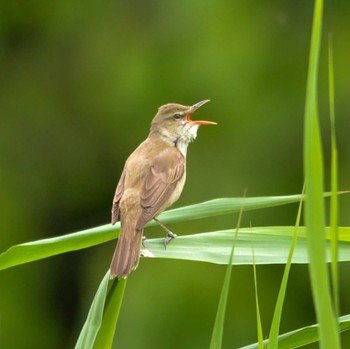 Oriental Reed Warbler Kitamoto Nature Observation Park Sun, 5/1/2022