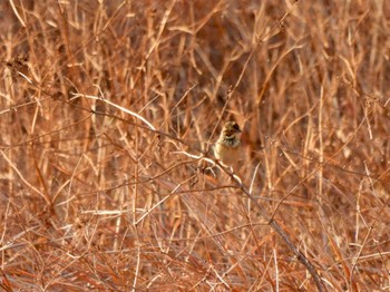 Chestnut-eared Bunting Gonushi Coast Sat, 12/31/2022