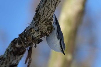 ゴジュウカラ 北大研究林(北海道大学苫小牧研究林) 2022年12月27日(火)