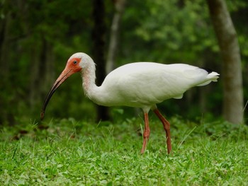 American White Ibis Little Econ greenway trail parking Sat, 6/25/2022