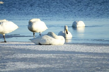 オオハクチョウ ウトナイ湖 2022年12月27日(火)