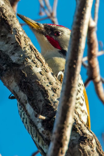 Japanese Green Woodpecker Miyagi Kenminnomori Sat, 12/31/2022