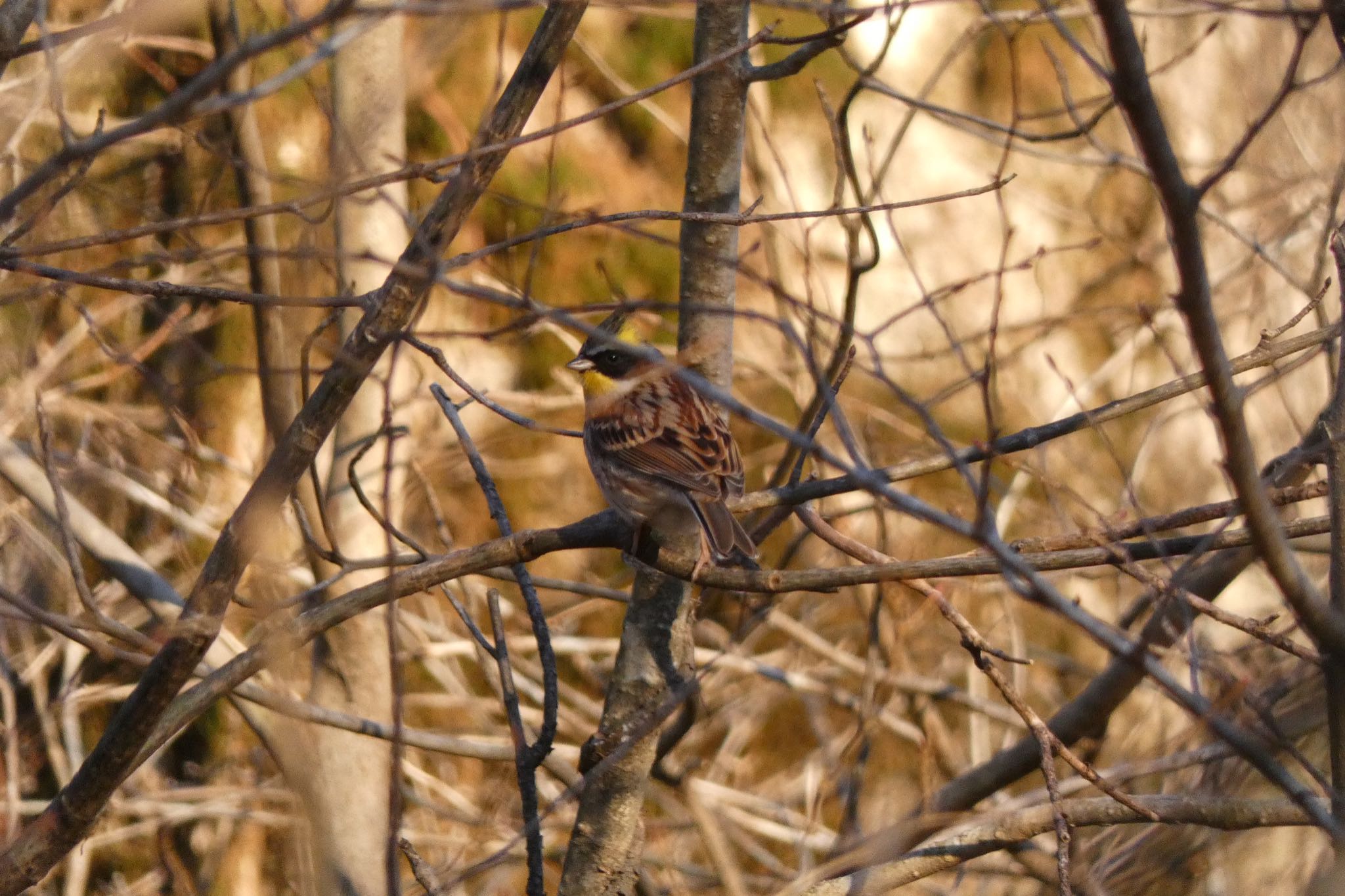 Yellow-throated Bunting