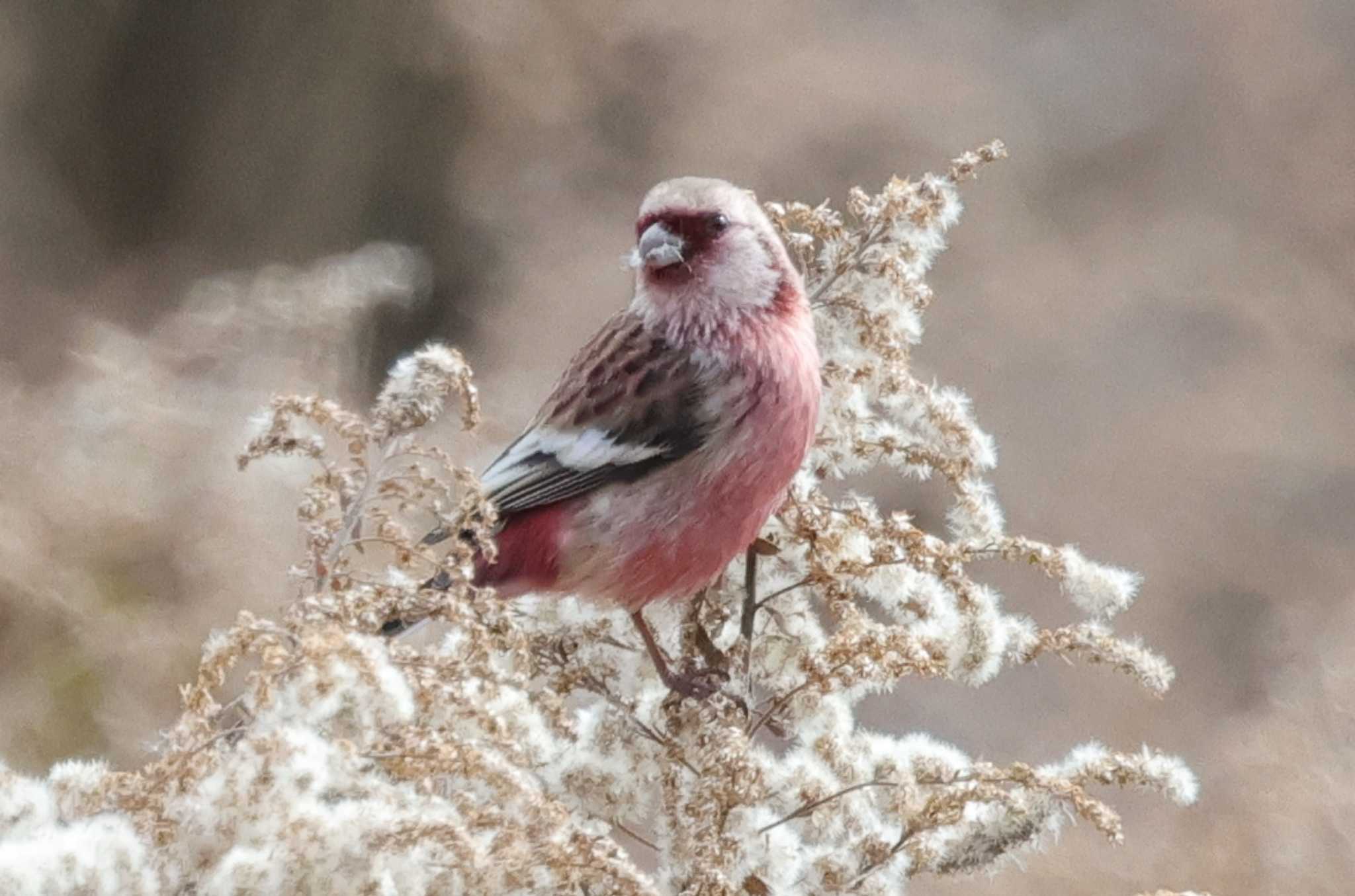 洲原公園 ベニマシコの写真 by toshi