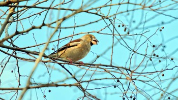 2022年12月31日(土) 鈴鹿青少年の森(三重県)の野鳥観察記録