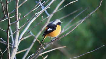 Daurian Redstart 鈴鹿青少年の森(三重県) Sat, 12/31/2022