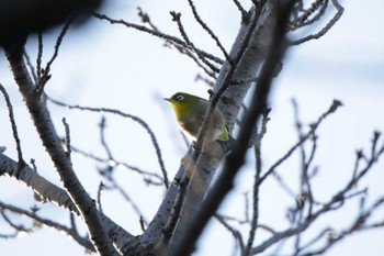 2022年12月30日(金) 新川桜堤の野鳥観察記録