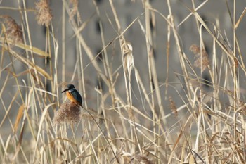 カワセミ 芥川 2022年12月30日(金)