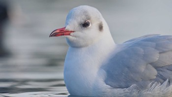 Black-headed Gull 鈴鹿青少年の森(三重県) Sat, 12/31/2022