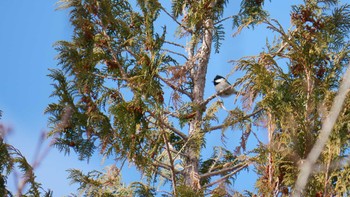 2022年12月29日(木) 八ヶ岳の野鳥観察記録