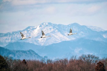 オオハクチョウ 多々良沼 2022年1月29日(土)