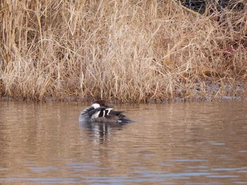 2022年12月31日(土) 新横浜公園の野鳥観察記録