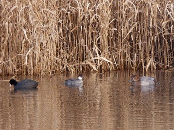 Smew Shin-yokohama Park Sat, 12/31/2022