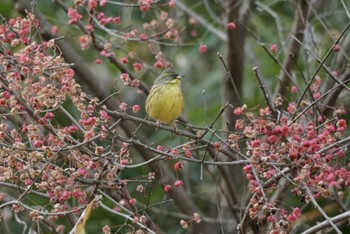 アオジ 舞岡公園 2022年12月31日(土)